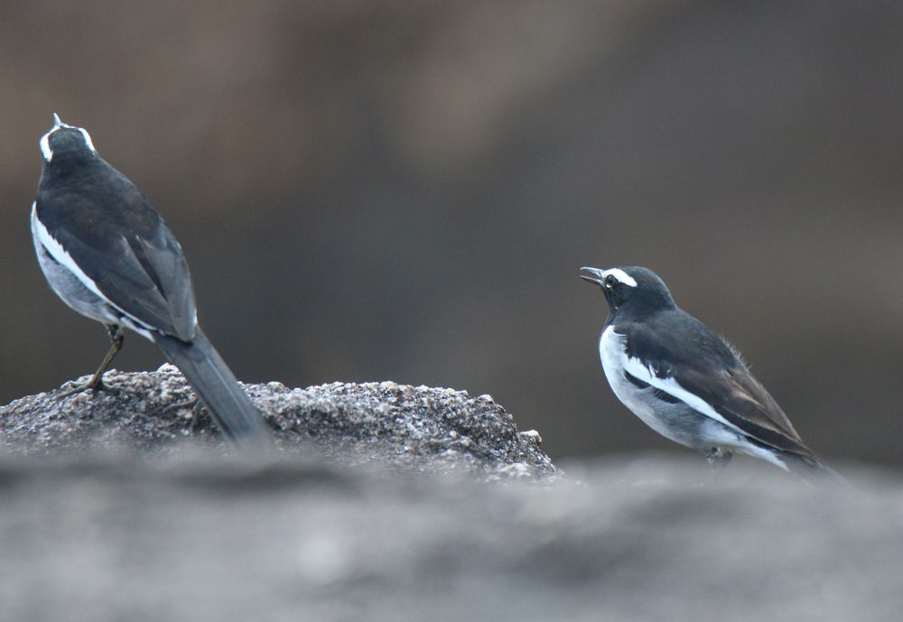 Фотография автора Suresh S S