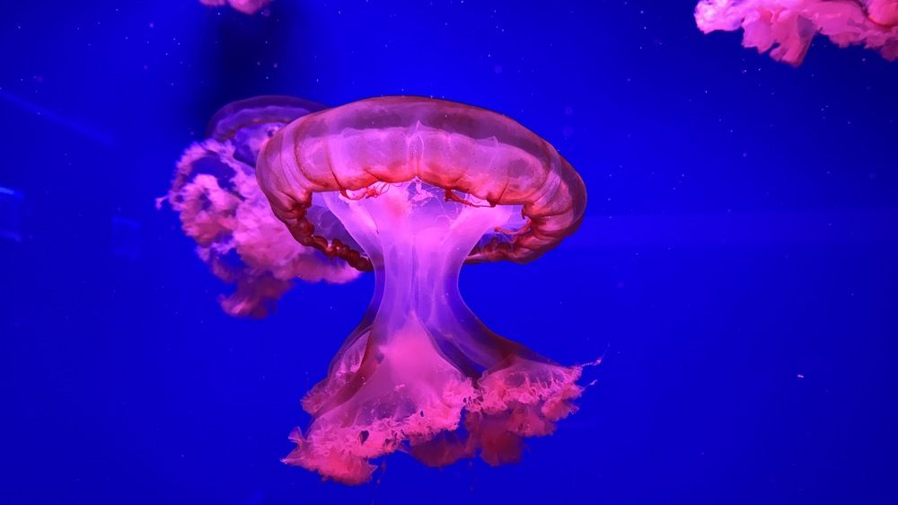 Photograph by Мари Полищук