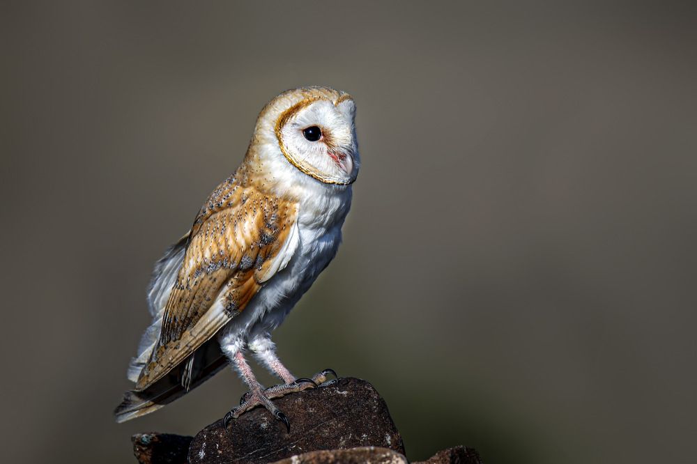 Фотография автора Suresh S S