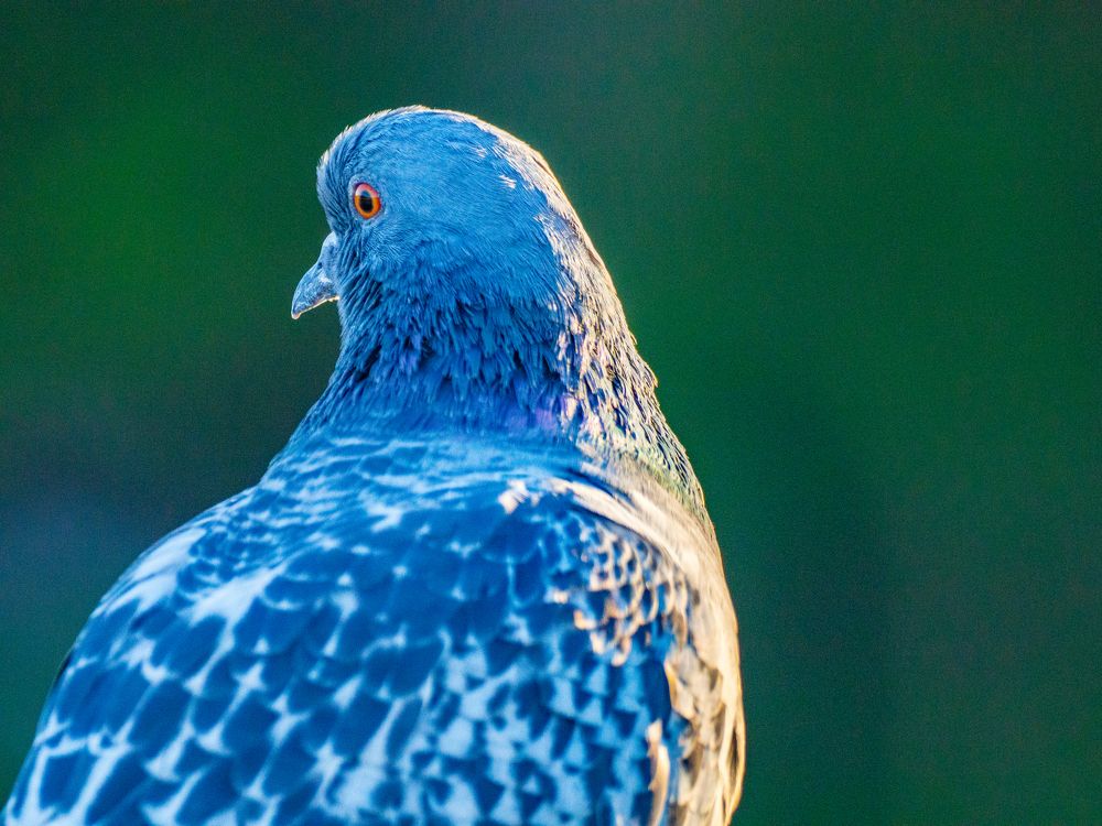 Photograph by Antun Maraković