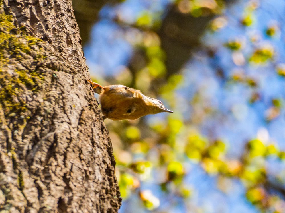 Photograph by Antun Maraković