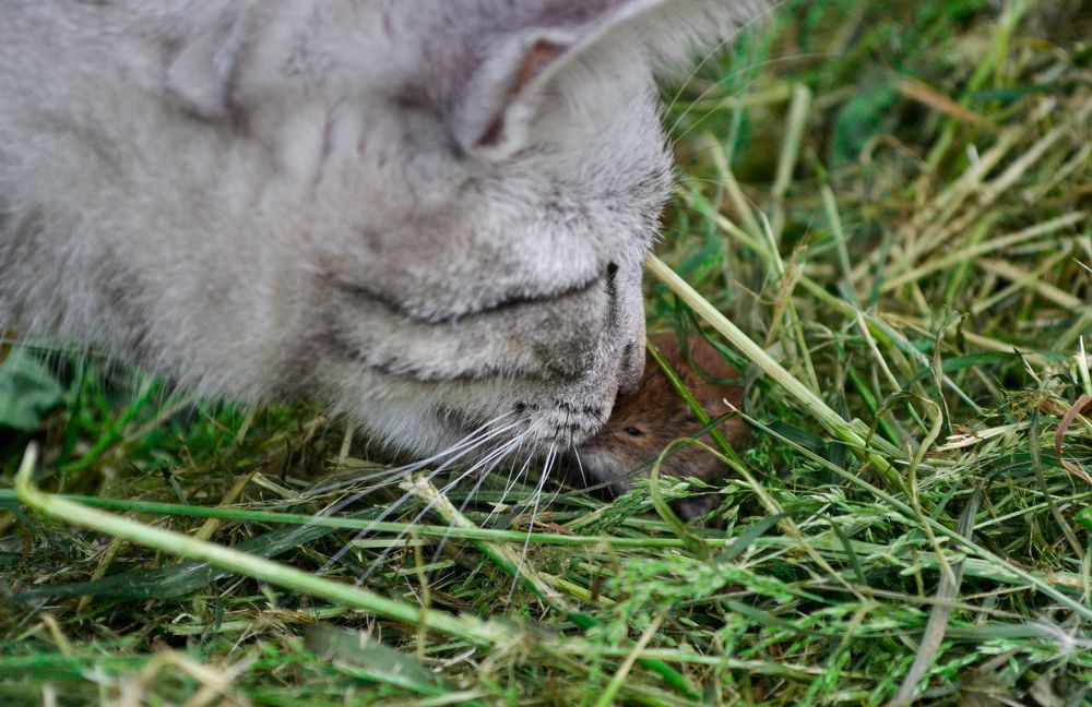 Дикая дружба.