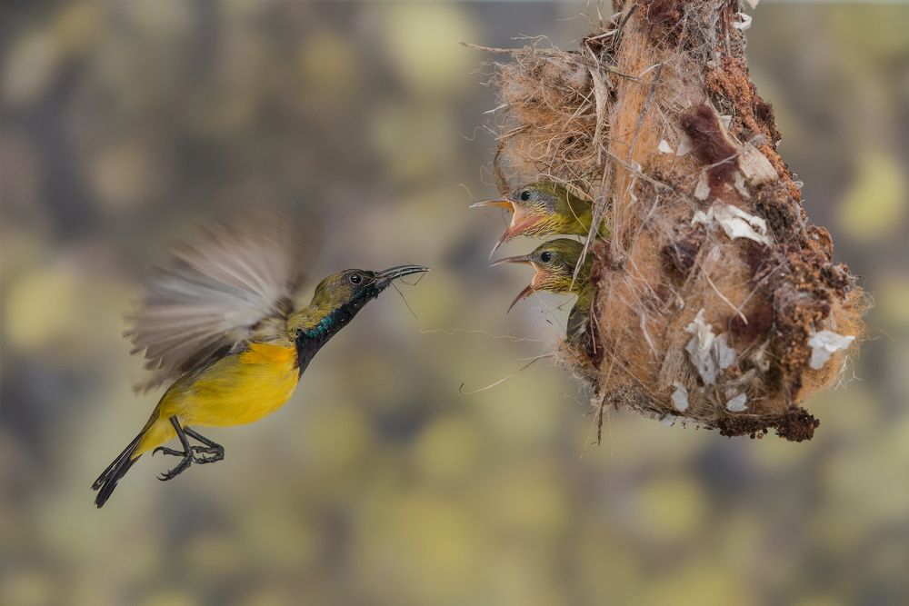 Photograph by Shing Yaw Lee