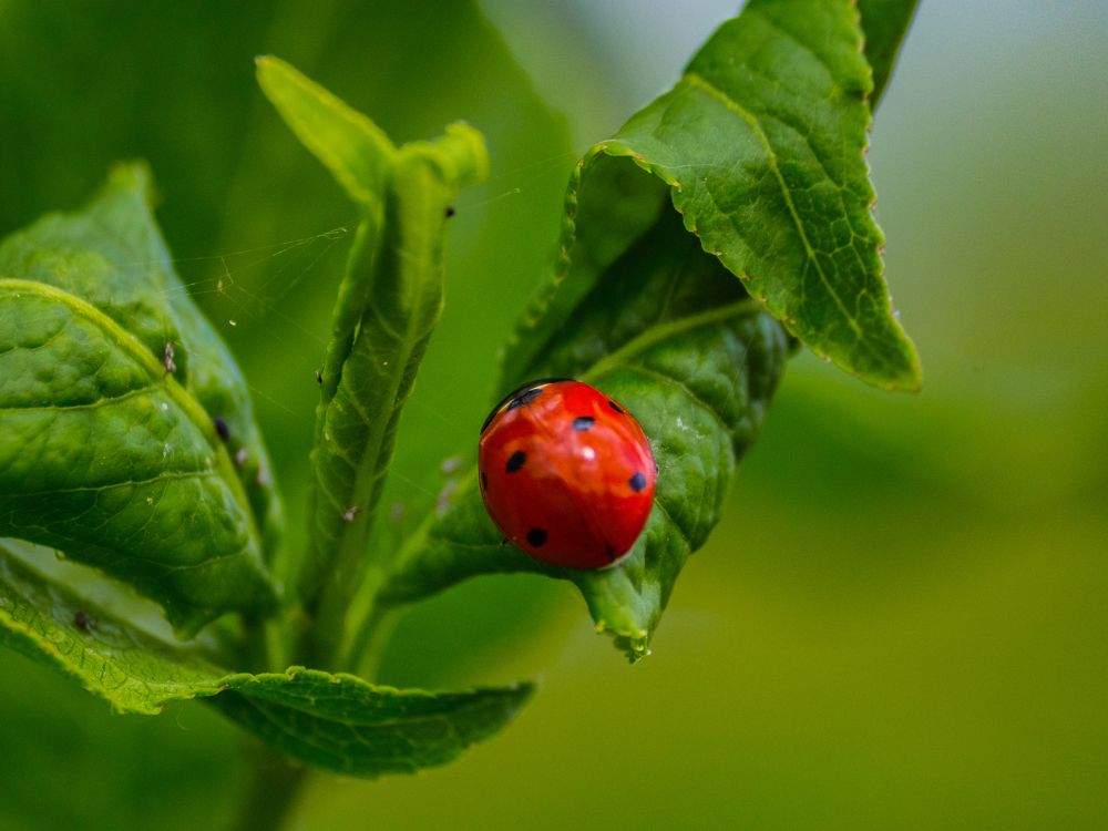 Lady bug