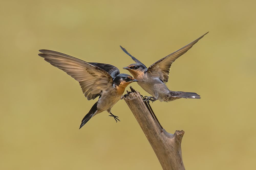 Photograph by Shing Yaw Lee