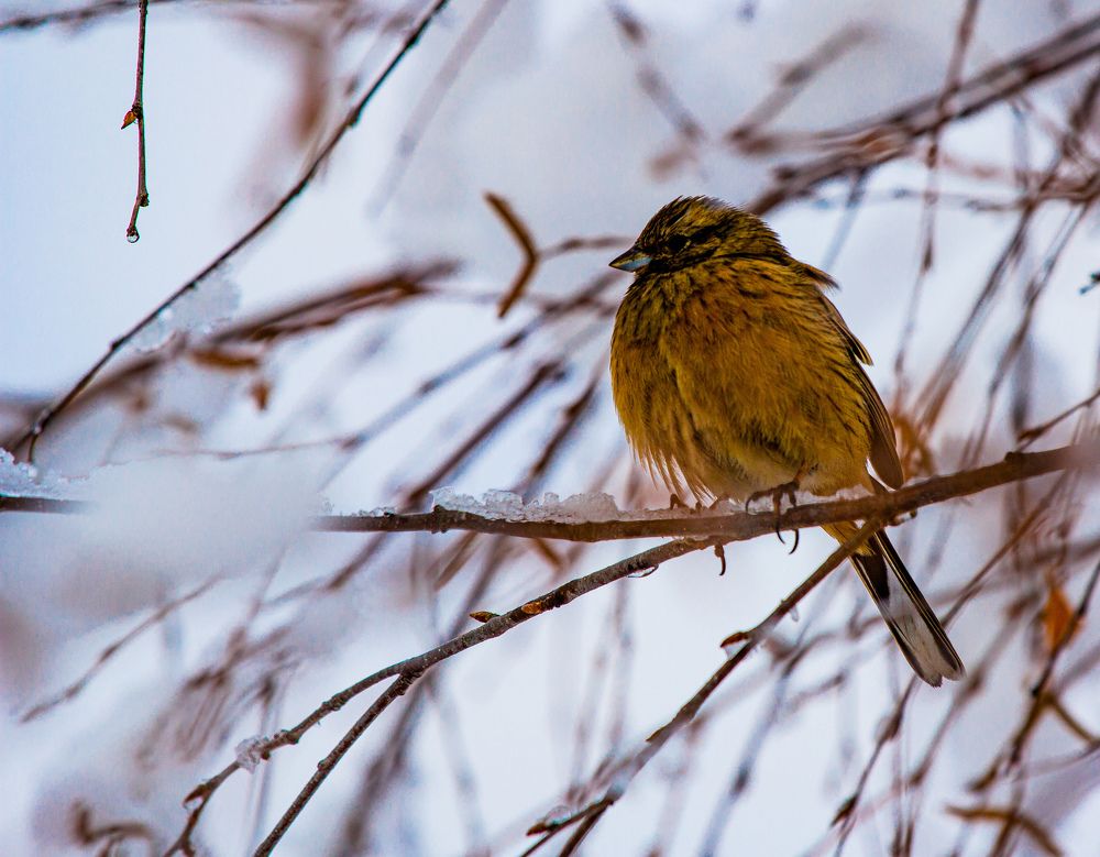 Photograph by Ронжин Дмитрий