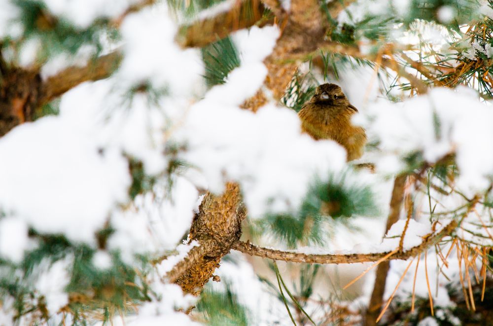 Photograph by Ронжин Дмитрий