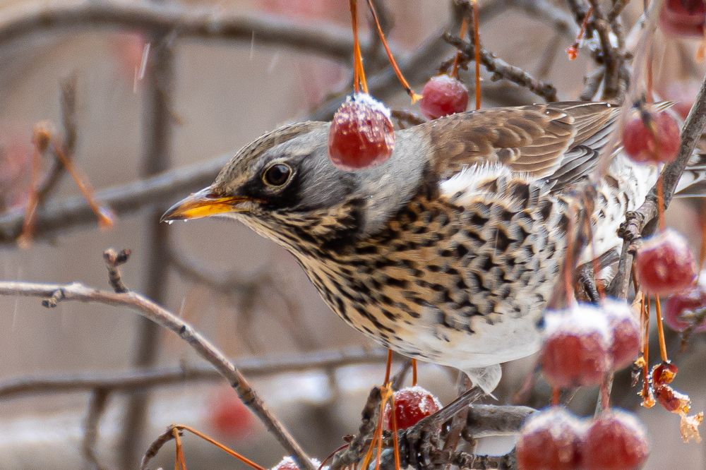 Photograph by Сергей Осинцев