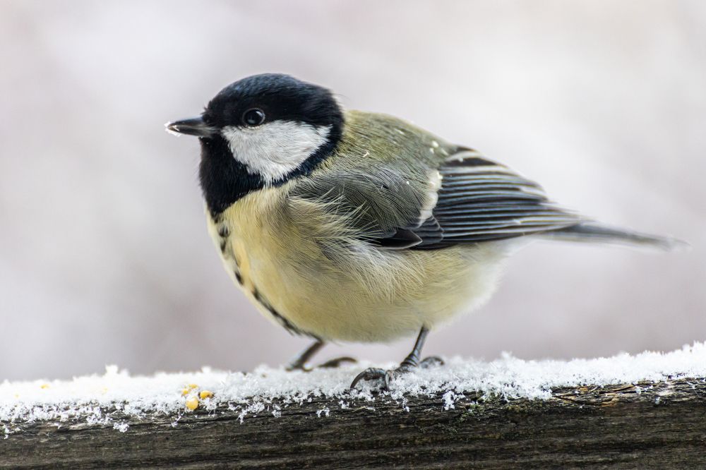 Photograph by Сергей Осинцев