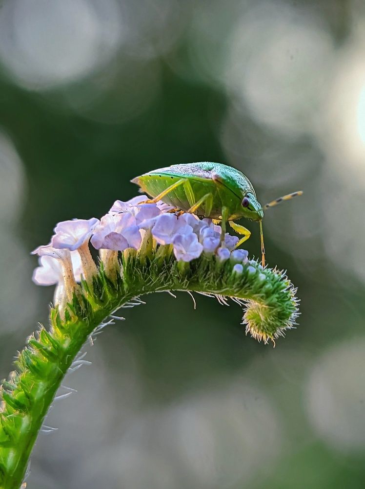 Фотография автора Ramprasad Das