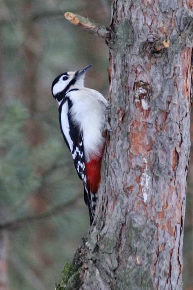 Photograph by Николай Николаевич Леухин