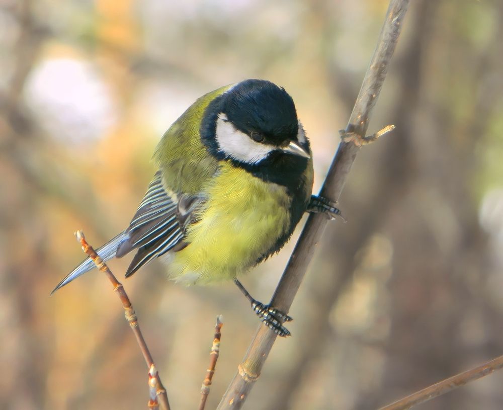 Photograph by Anna Solomina