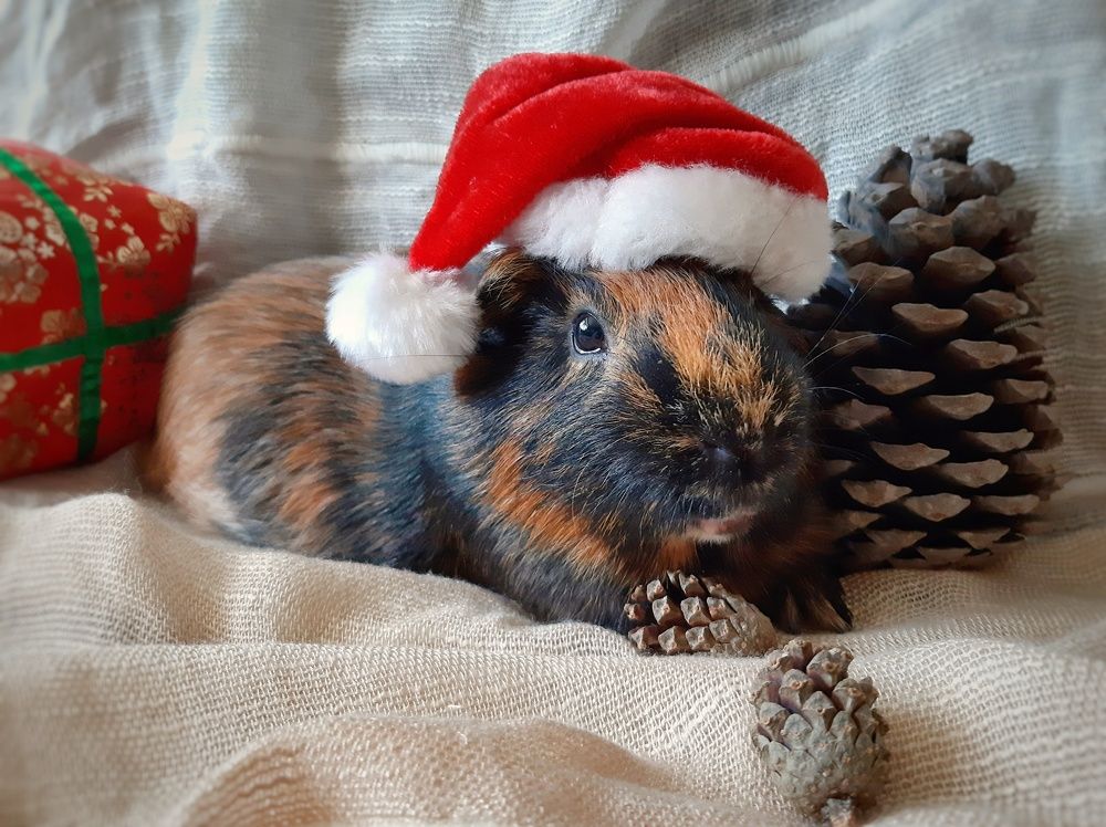 Photograph by Бакшеева Марина