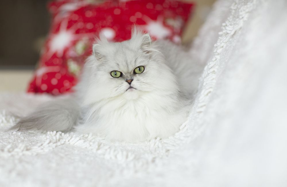 Photograph by Алена Полетаева