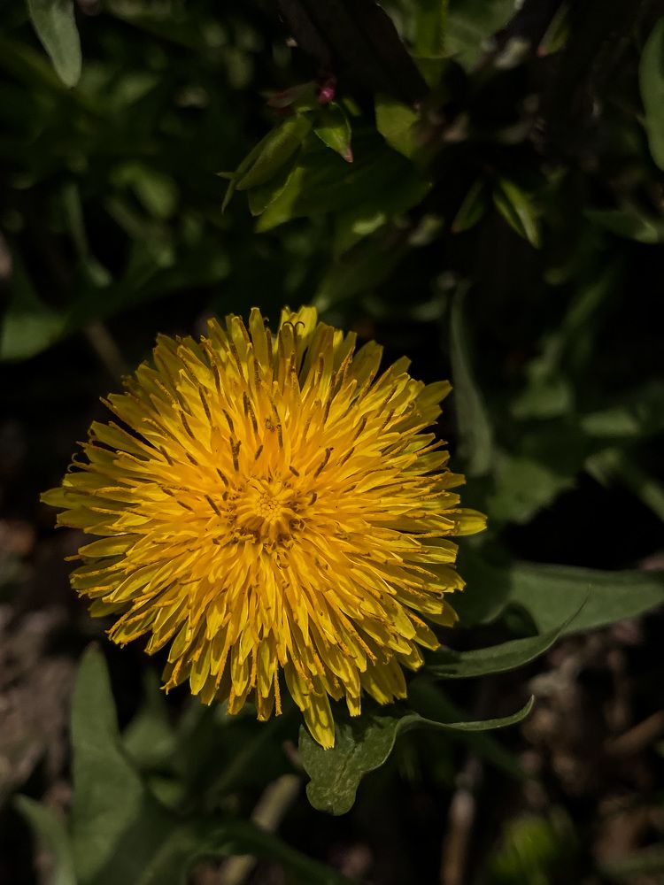 Photograph by Alena Vaganova