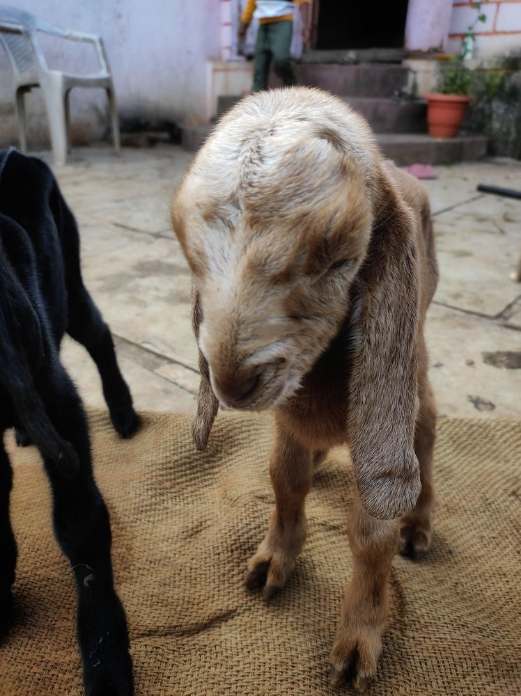 Baby goat's