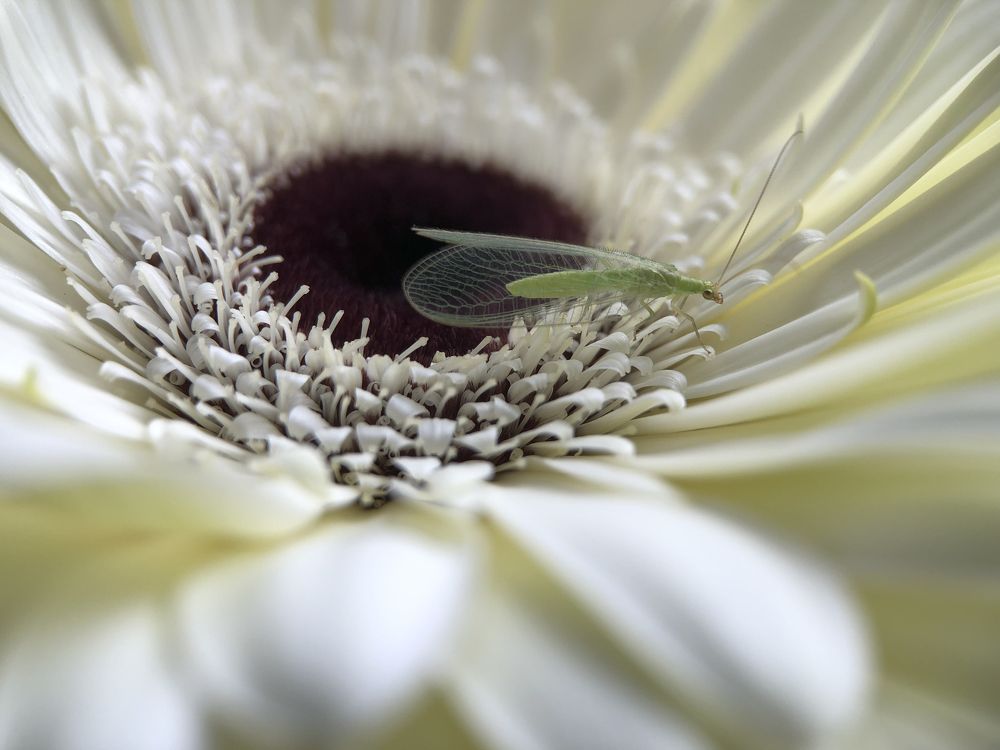 Нежность природы