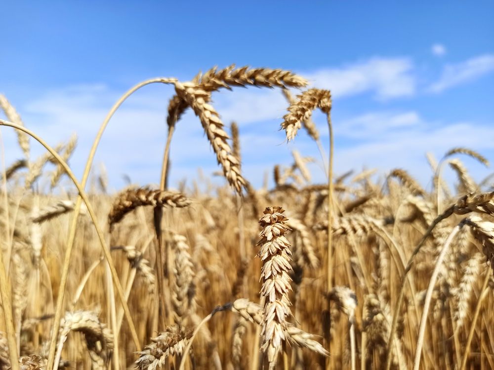 Photograph by Halina Mitsevich