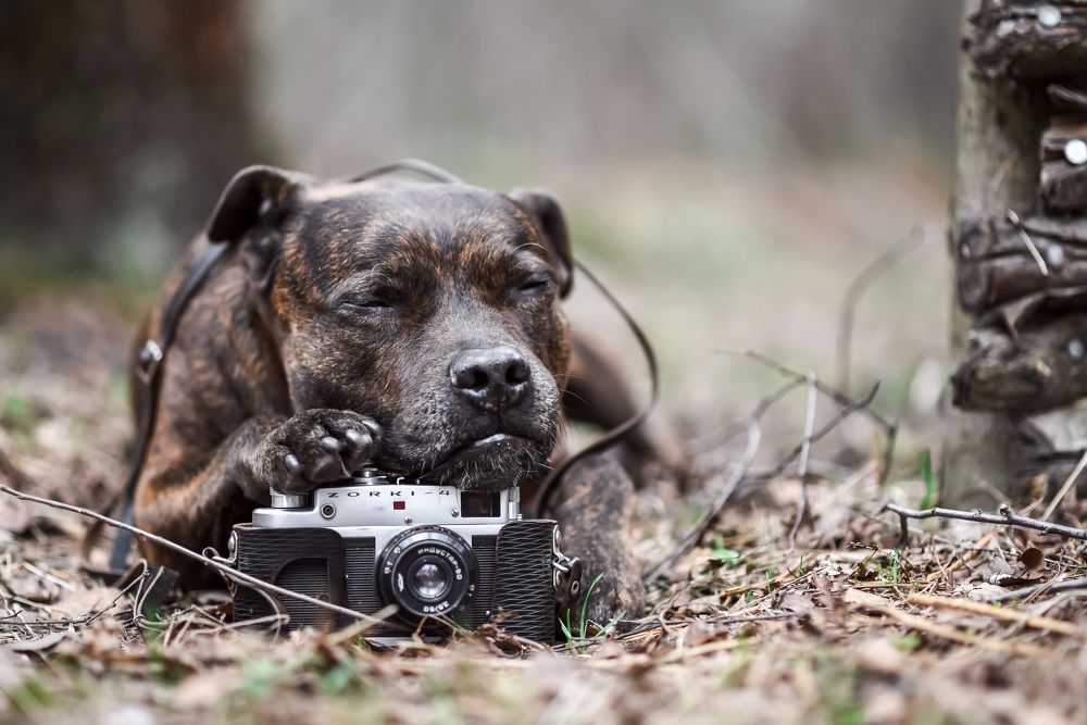 Photograph by 