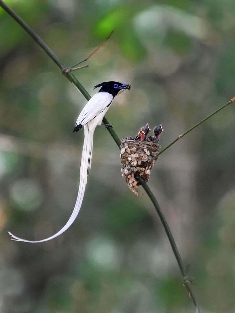 Photograph by Soumitra basak