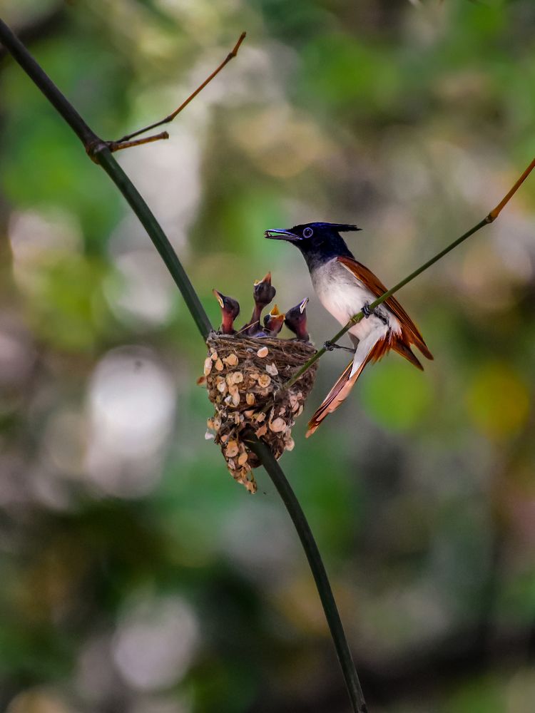 Photograph by Soumitra basak