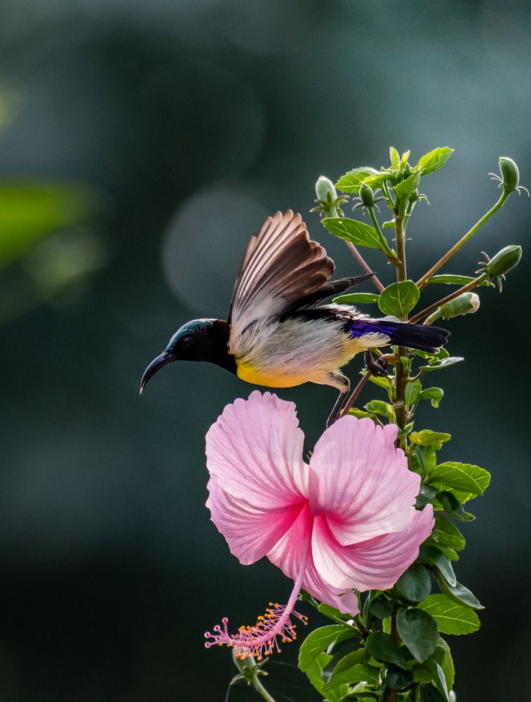 Photograph by Soumitra basak