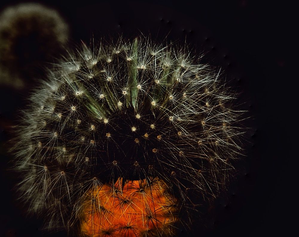 Photograph by Angelo Sab