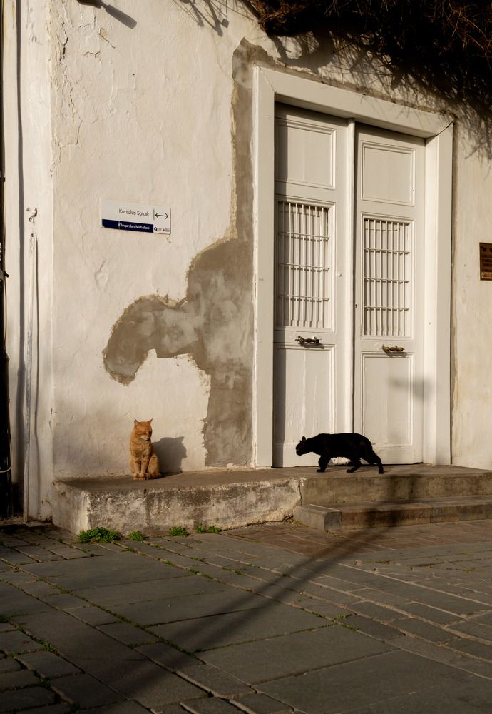 Photograph by Alp Aysgl