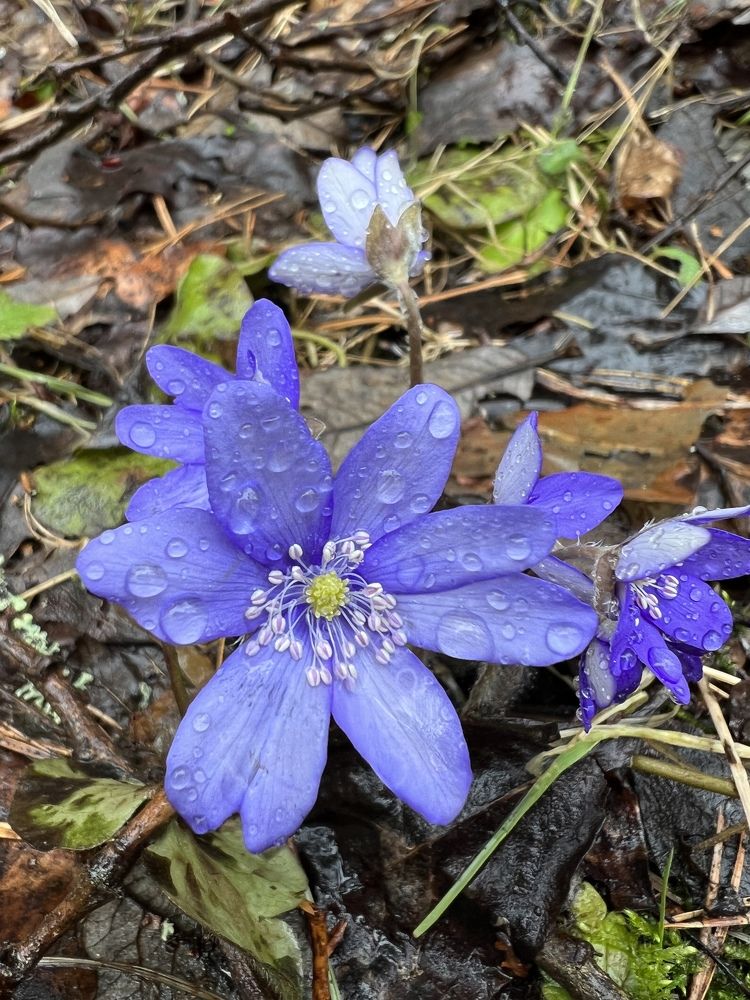 Фотография автора Адия Кочубей