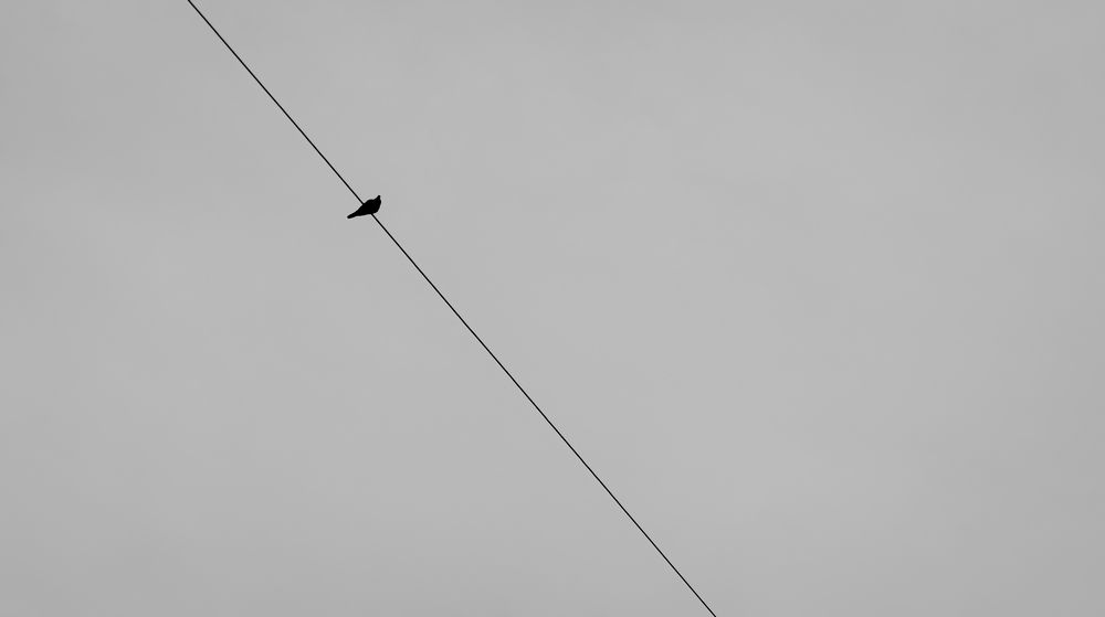 Flight