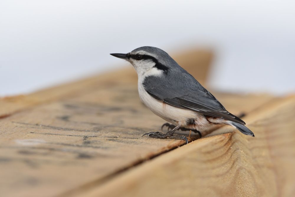 Фотография автора Сергей Чесноков