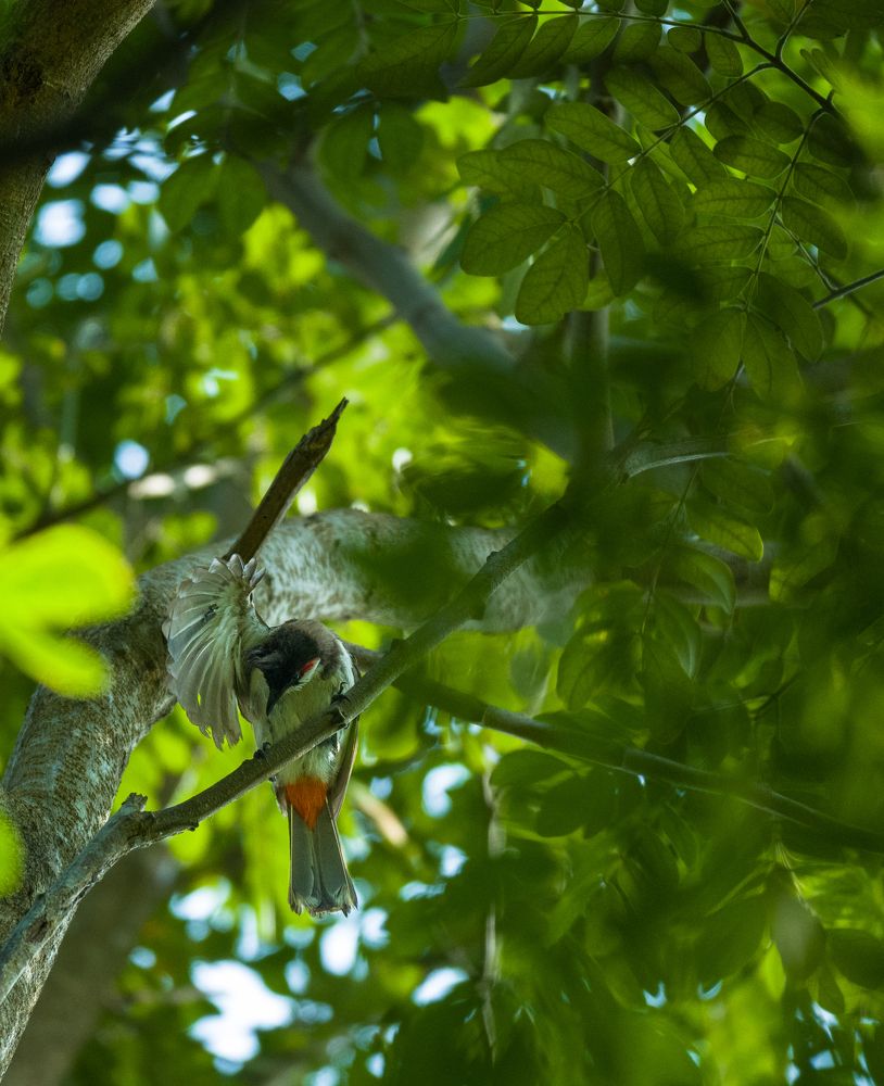 Photograph by Soumya ranjan swain