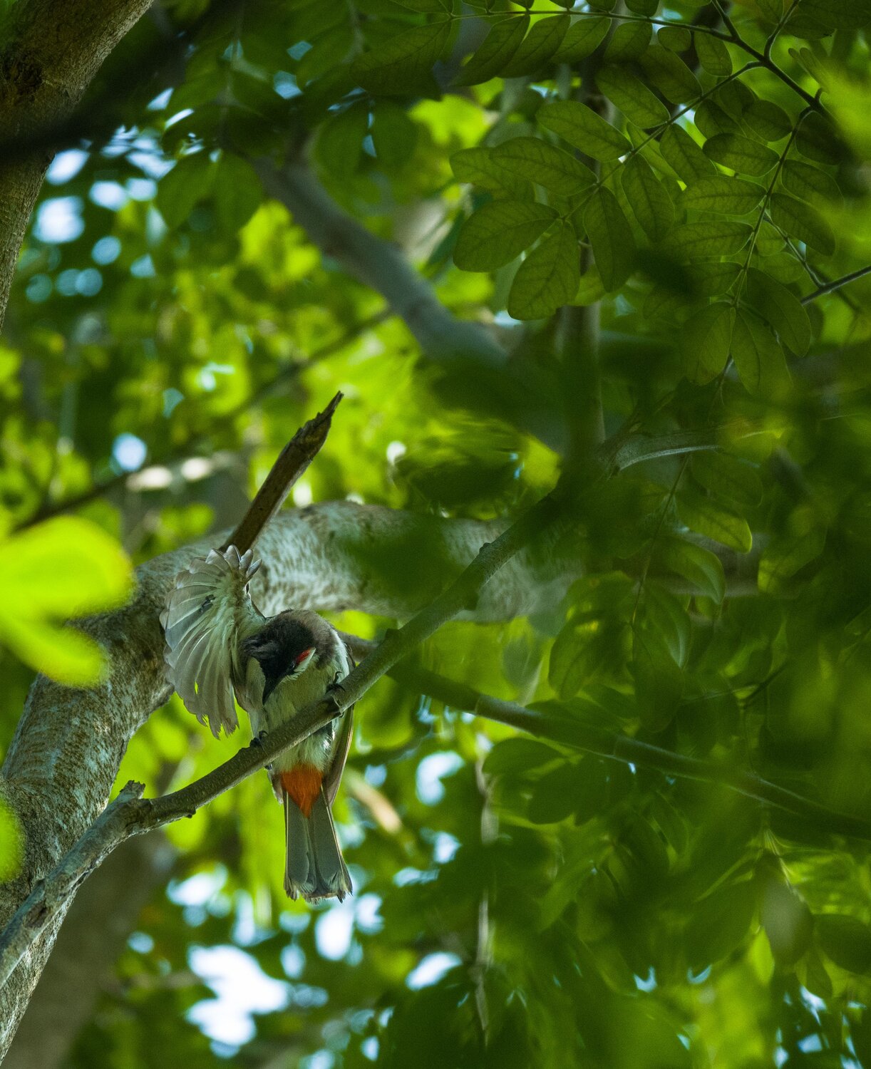 Photo #7528299