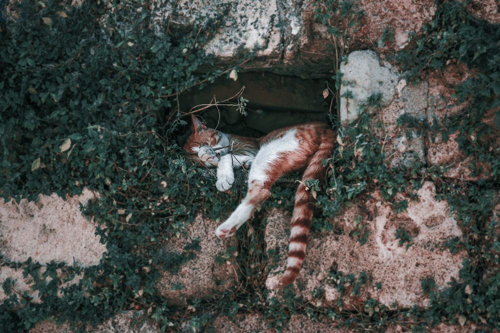 When you're the boss and you sleep where you want