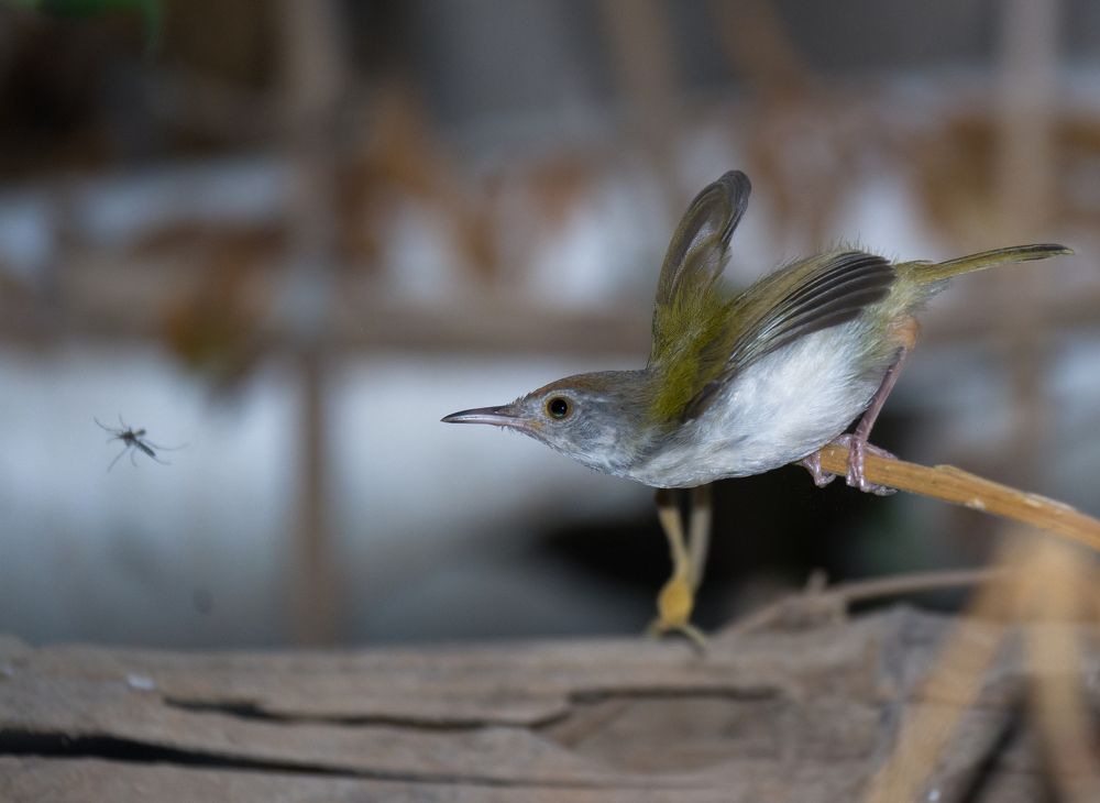 Hungry bird