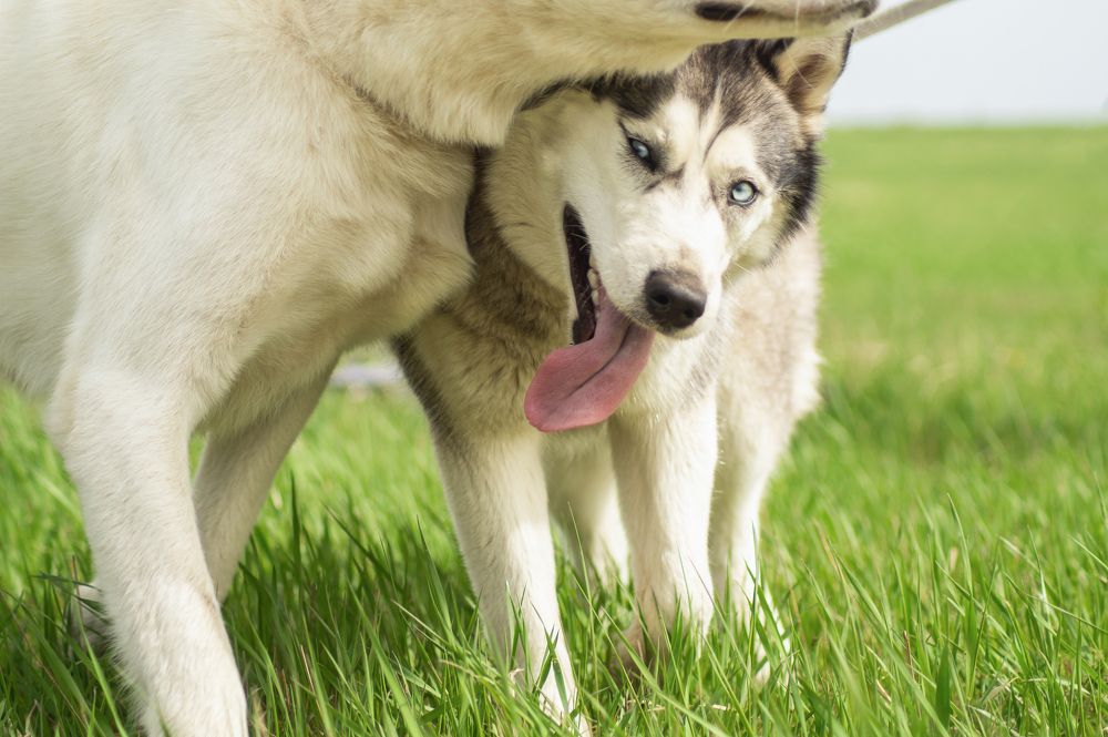 Photograph by паутинник фиолетовый