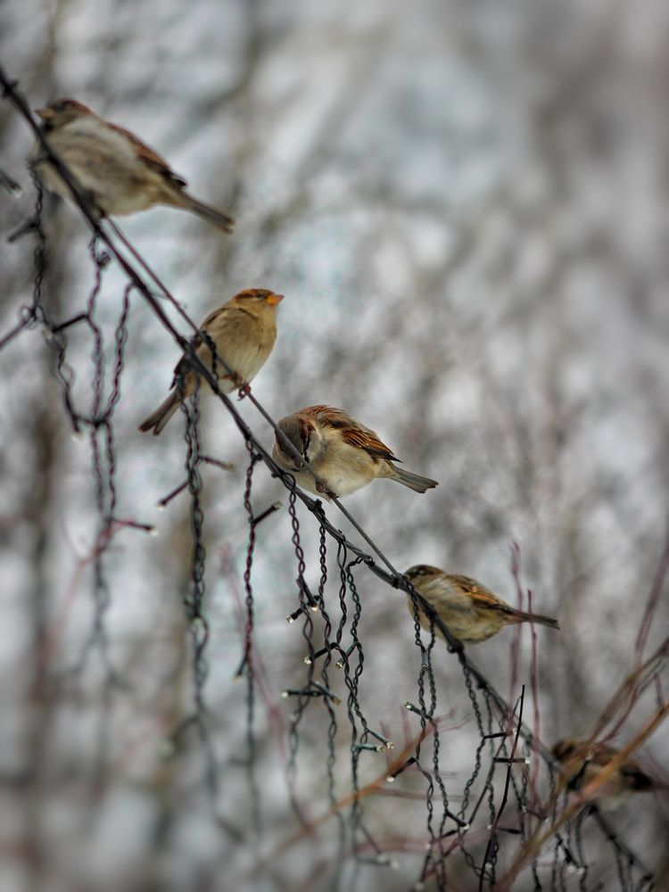Фотография автора Тамара Караваева
