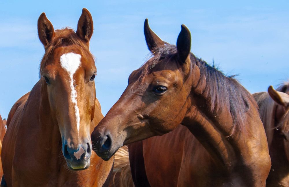 Photograph by Диана Бородзе