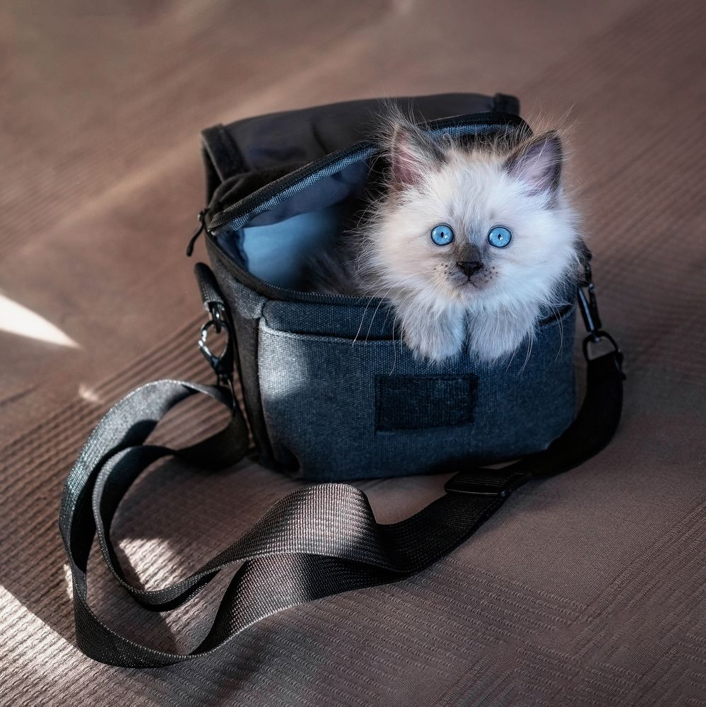 Пушистый котуванчик