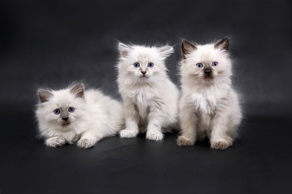 Три сестрицы