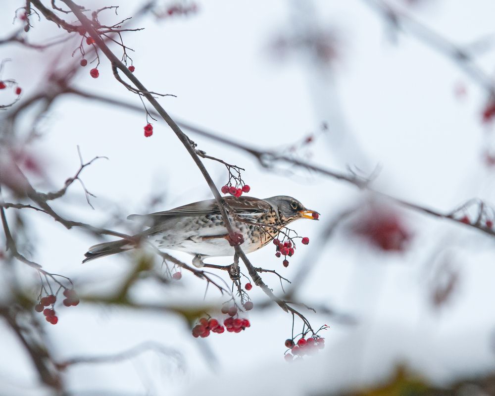 Photograph by Динара Зуйкова
