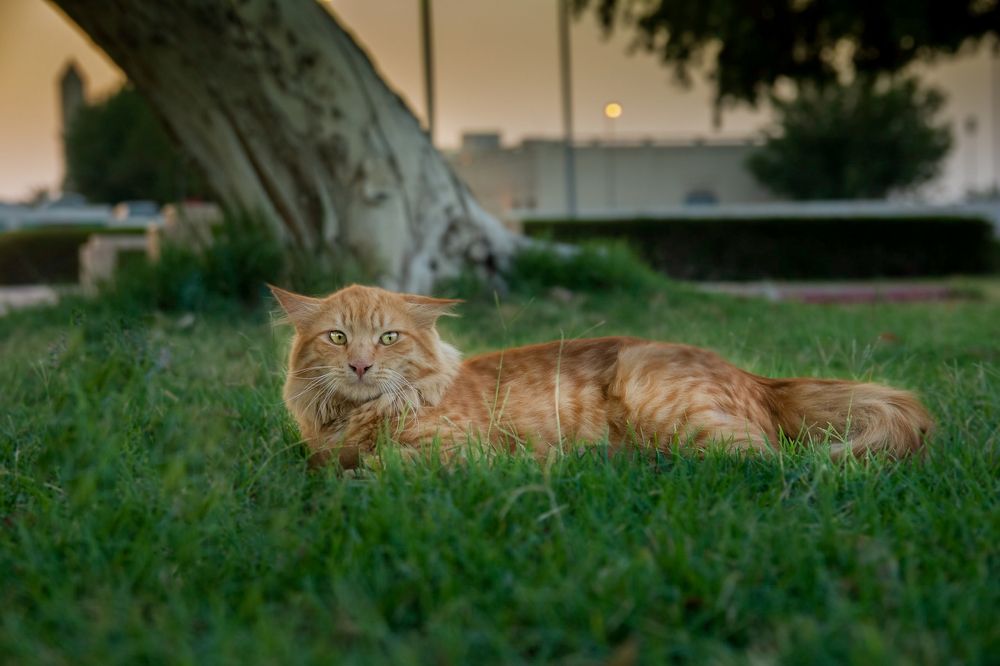 Photograph by ABDALLA Obada Abdelwahab