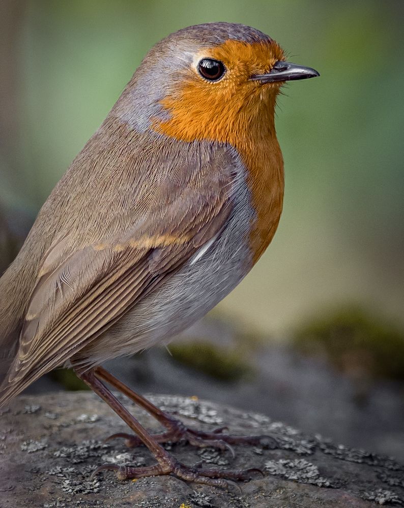 Photograph by Курлянцев Алексей