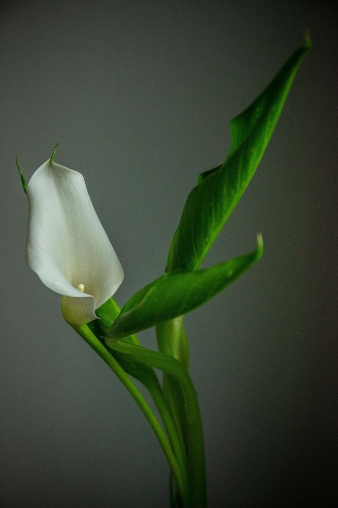 Photograph by Nora Cheprasova