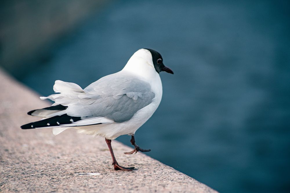 Photograph by Андрей Шишлов