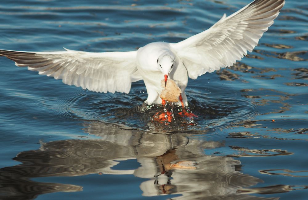 Photograph by Ирина Протченко