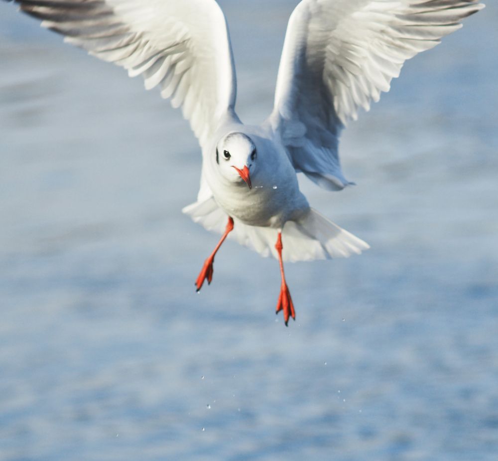 Photograph by Ирина Протченко