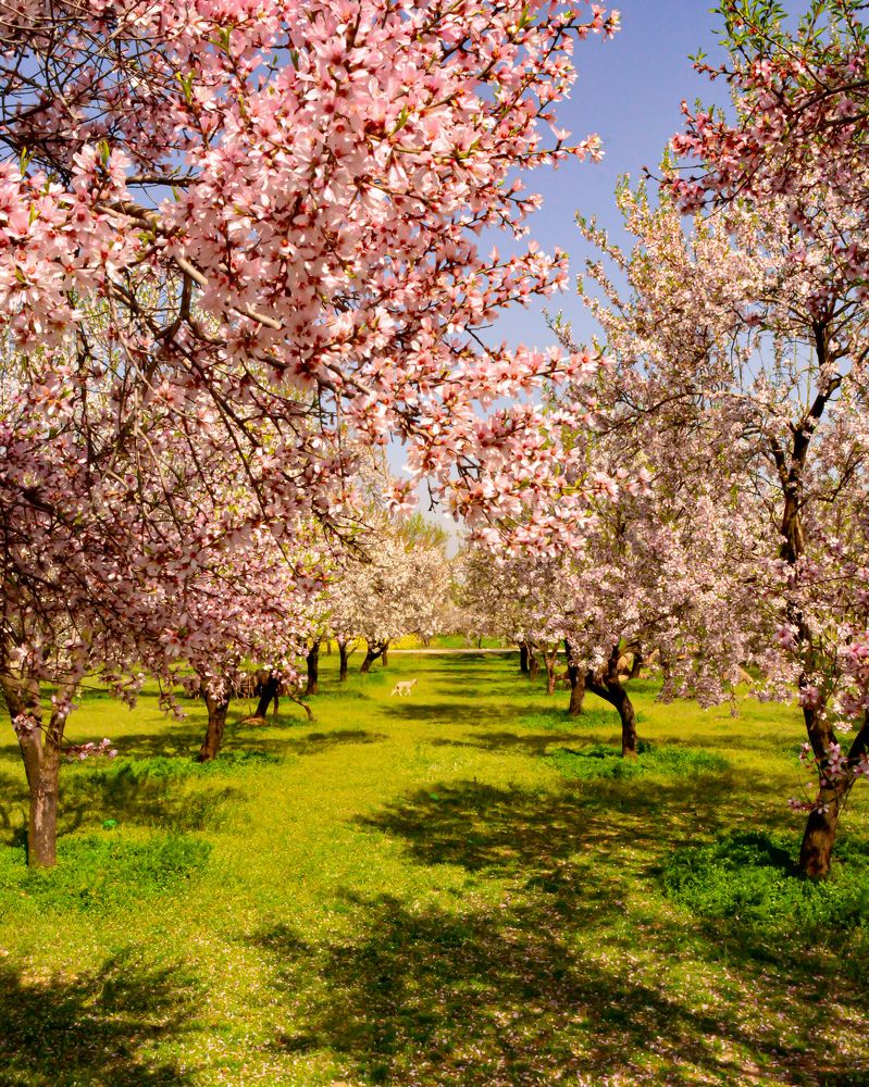 Photograph by Rashid ul Khair