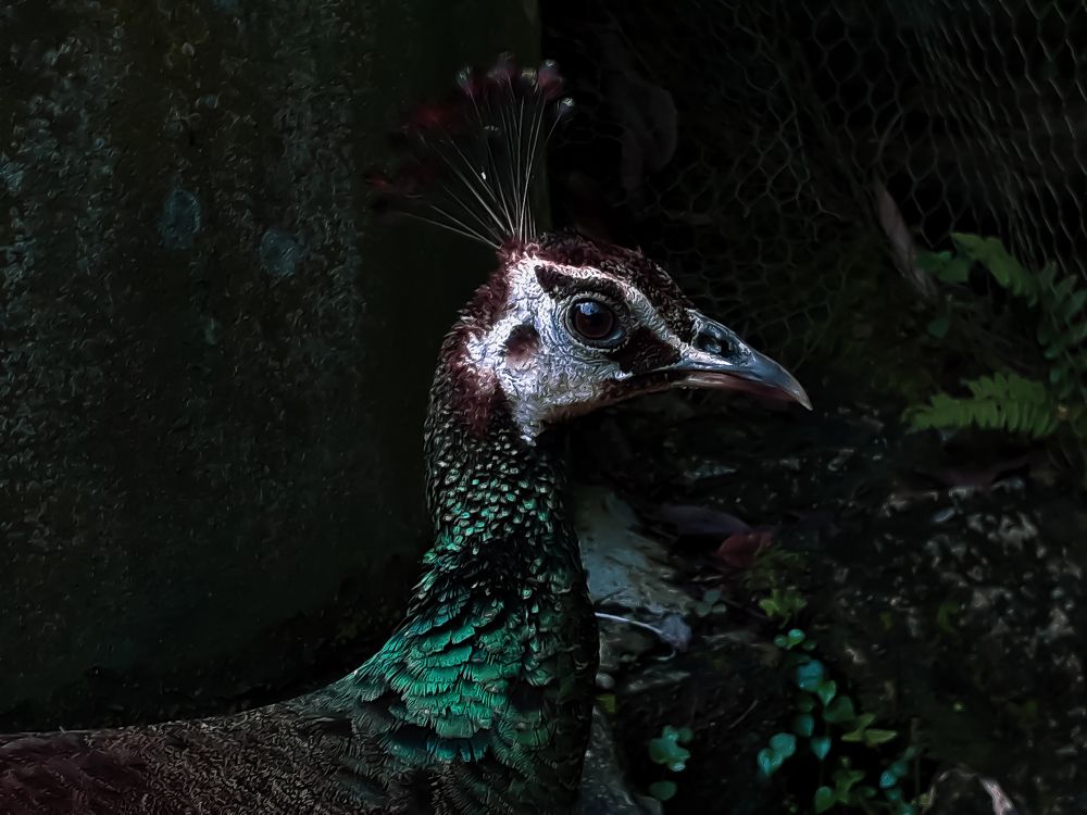 Photograph by Terence Ignatius