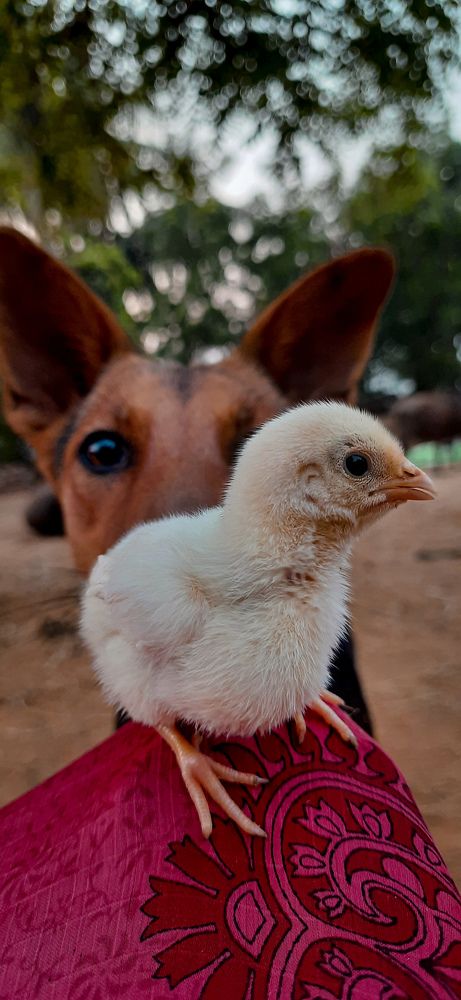 Photograph by Hemanth Reddy Devireddy